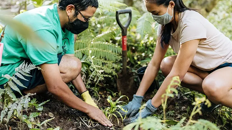 Two individuals wearing masks and gloves are engaged in planting a small plant in a garden area, surrounded by greenery and ferns. A shovel is stuck in the ground behind them, and both appear focused on their task. For those wondering where to volunteer on Maui, this scene captures the rewarding experience perfectly.