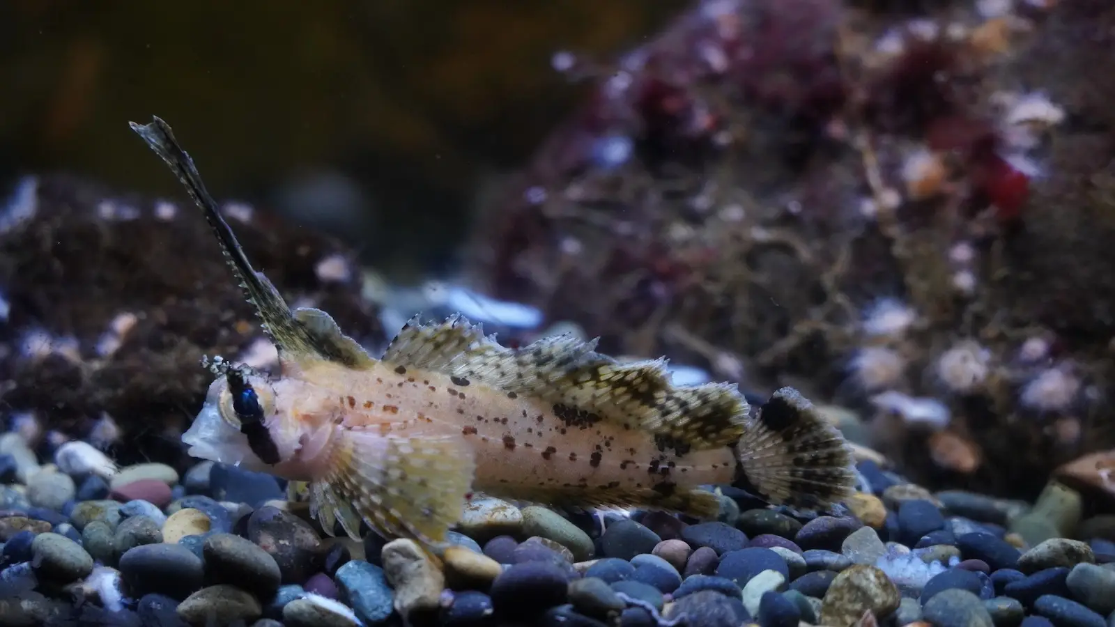 A small brown fish with intricate fin structures and markings lies on a bed of small, smooth pebbles in an aquatic environment. Its elongated fin extends upwards, surrounded by a rocky backdrop with blurred aquatic vegetation—just one of the many wonders to be seen at San Francisco's Aquarium of the Bay.