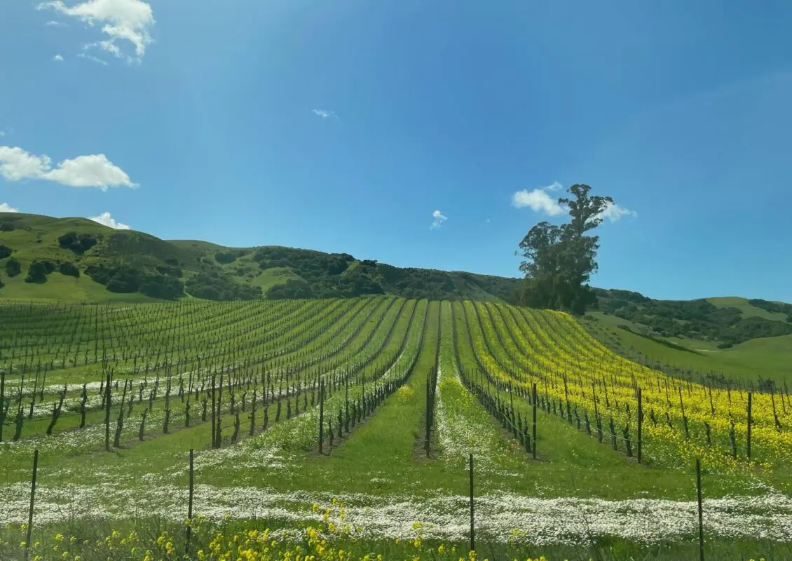 A scenic view of a vineyard on a sunny day, with rows of grapevines stretching into the distance in wine country. The landscape is dotted with yellow wildflowers, and rolling hills and a clear blue sky provide a picturesque backdrop.