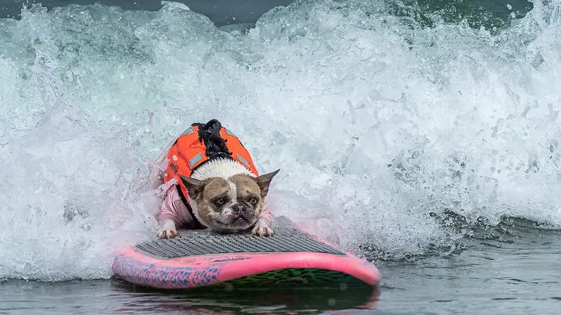Dog surfing at World Dog Surfing Championship