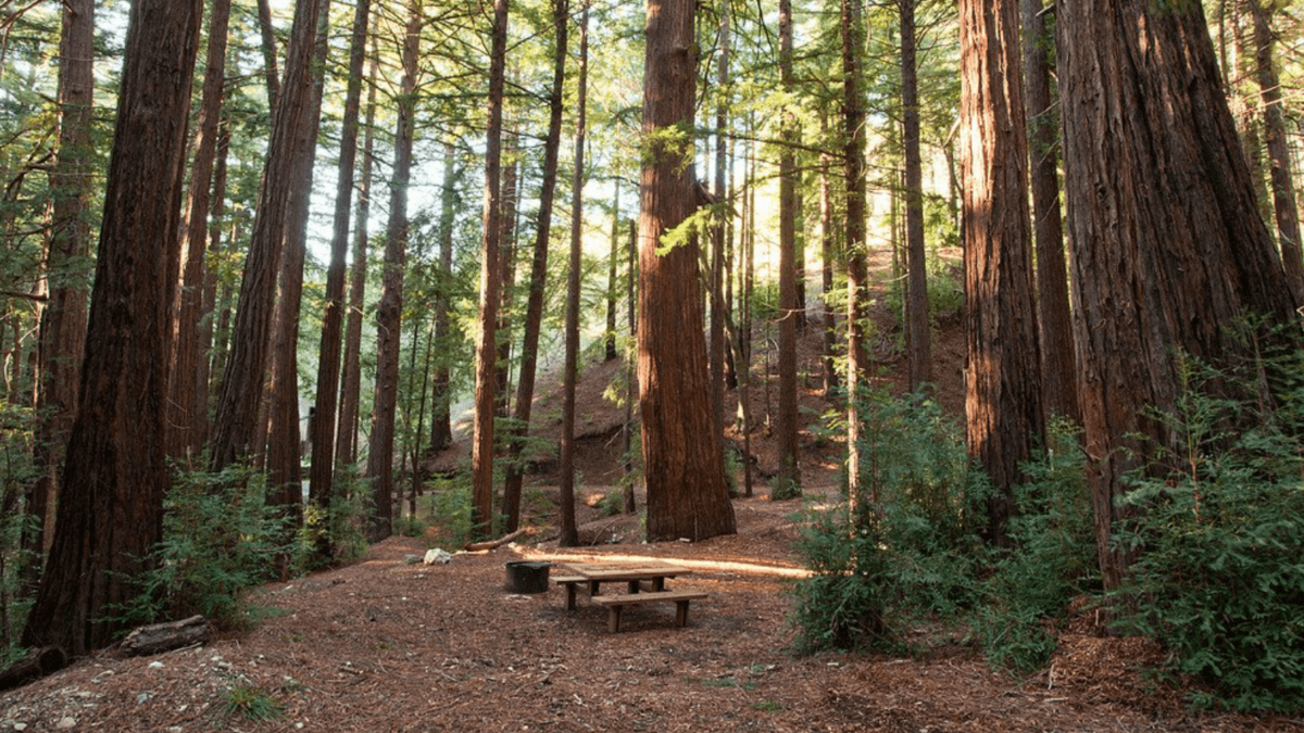 Redwood Grove with picnic table in Big Sur, California