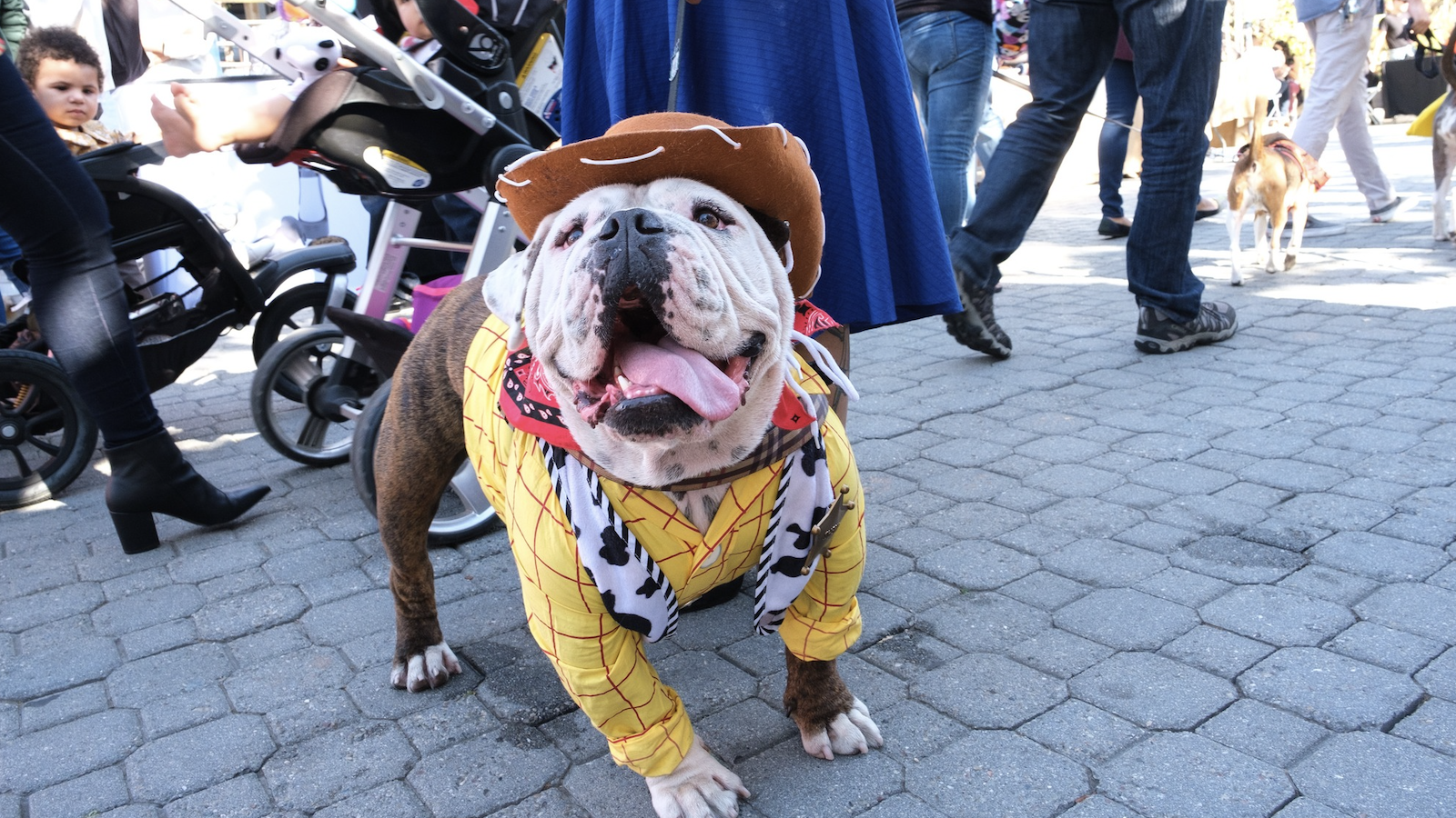 Bulldog dressed like Sheriff Woody at the East Bay's DogFest