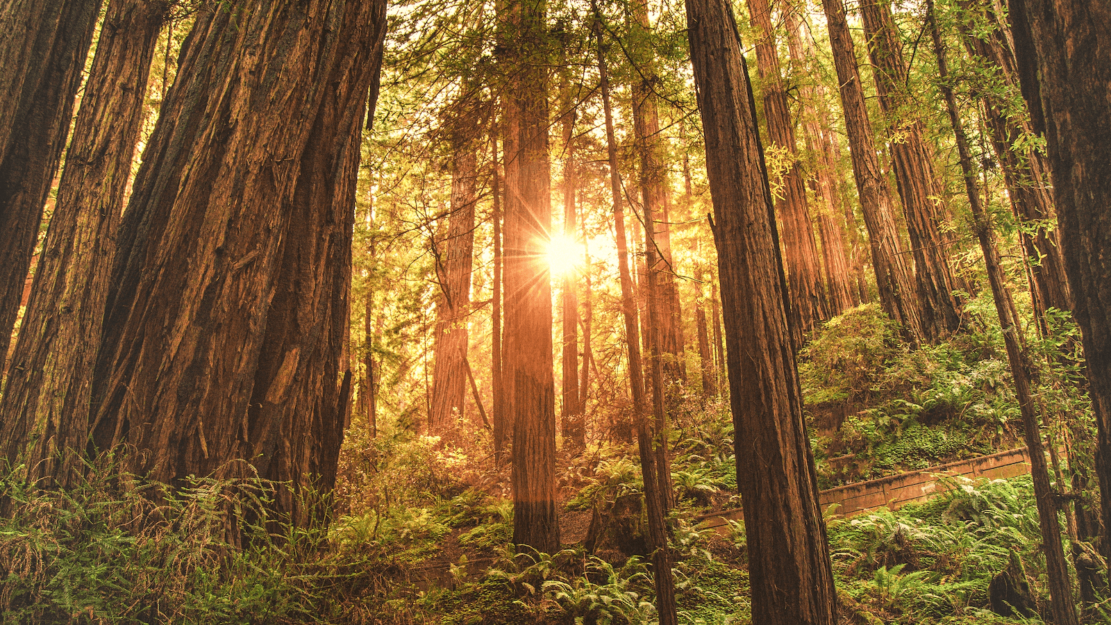 The sun shines through a redwood forrest at Muir Woods