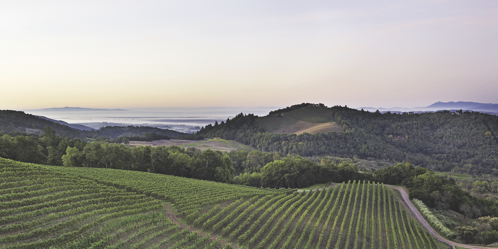 View of rolling hills and vineyards at Kamen Estate Wines for Reach for the Moon in Sonoma, California.