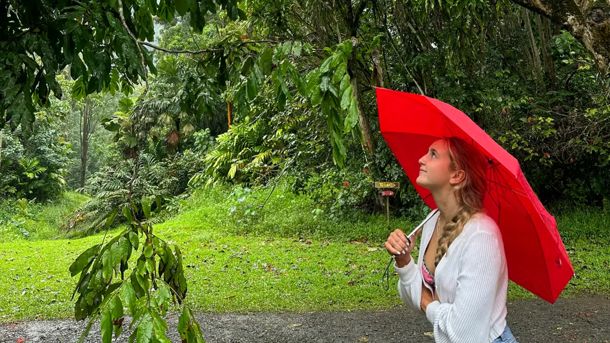 A person with long, braided hair holds a red umbrella and looks up at the lush, green foliage surrounding them. They stand on a wet path in Oahu when it rains, wearing a white sweater with a light top underneath. The scene appears to be in a dense, rainy forest or garden.