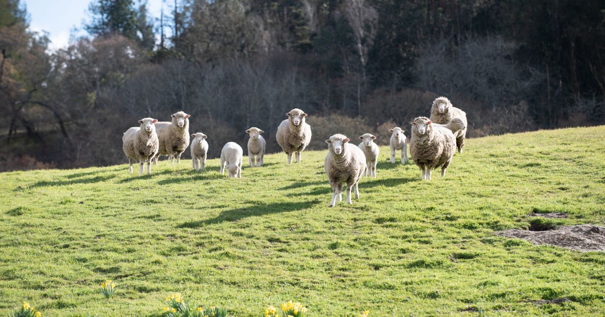 Sheep in a field stare at camera for farm trails annual spring tour in Sonoma, California.