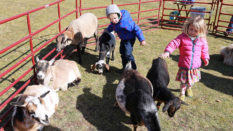 Kids with a flock of goats at Family Farm Festival in Tahoe