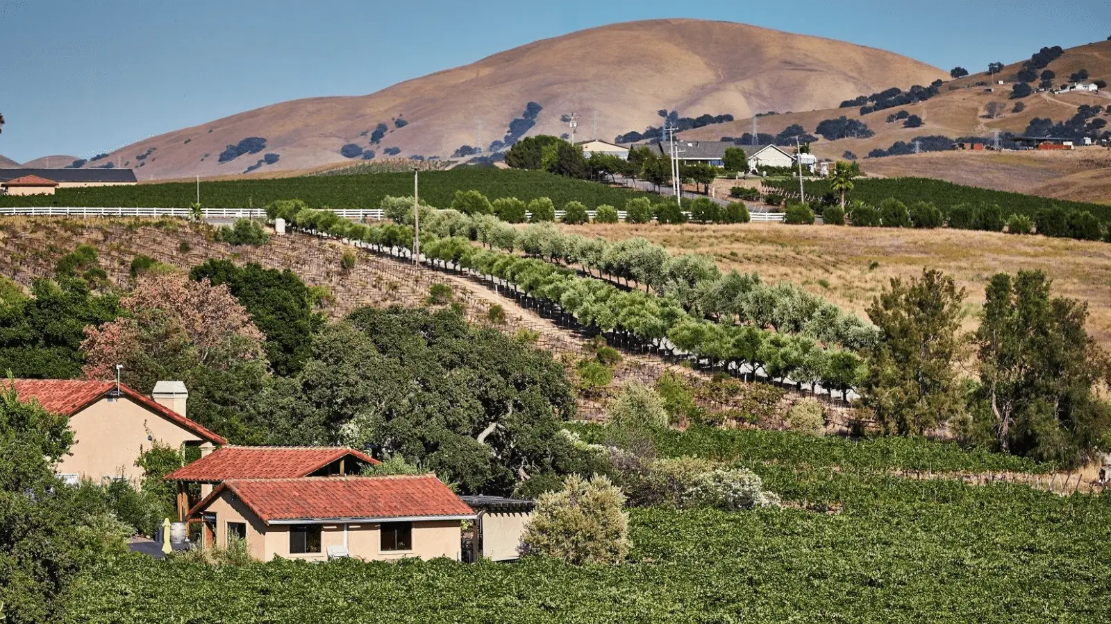 A scenic landscape shows a vineyard with green rows of grapevines, a clay-roofed farmhouse, and surrounding trees. In the background, rolling golden hills and additional homes are visible under a clear blue sky—an invitation to visit East Bay's Tri-Valley.
