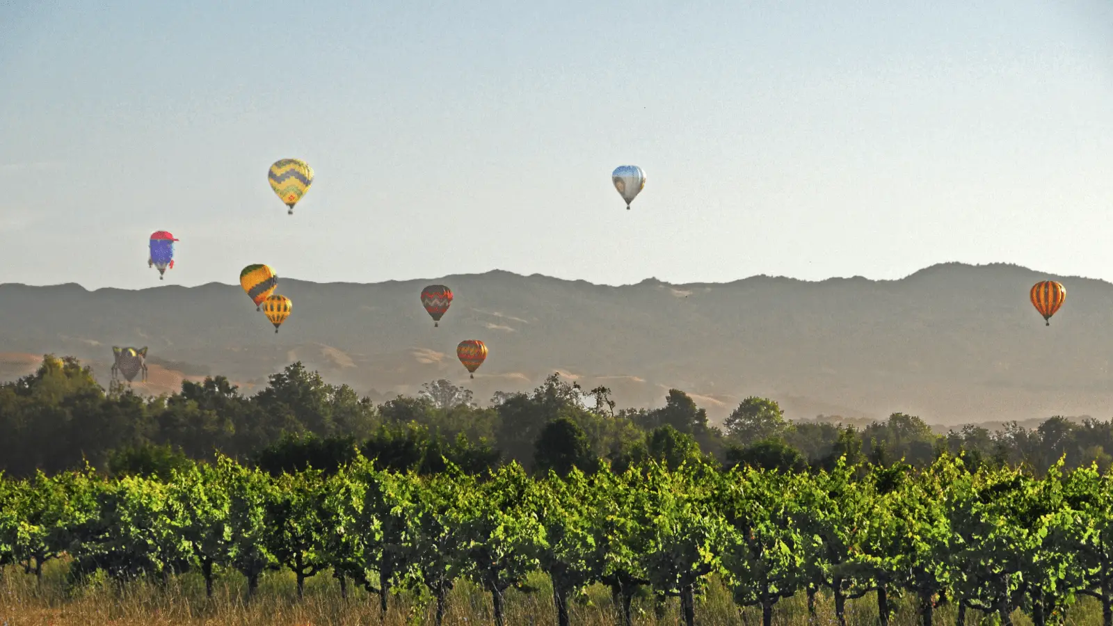 Hot air balloons of various colors and patterns float in the sky over a lush vineyard with green rows of grapevines. This local getaway is set against a backdrop of rolling hills under a clear blue sky.