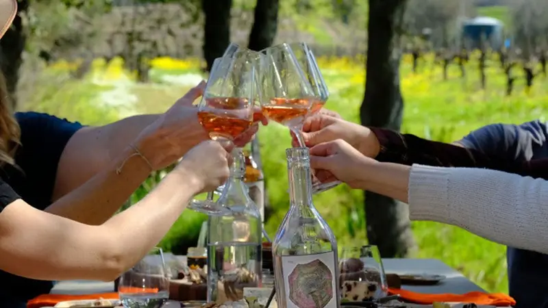 Four people clink glasses filled with rosé wine over a table set with food in an outdoor setting. The green, sunny background features trees and blurred vineyard rows. A white wine bottle is visible on the table amidst the spread of food items—one of the best things to do in Wine Country January.