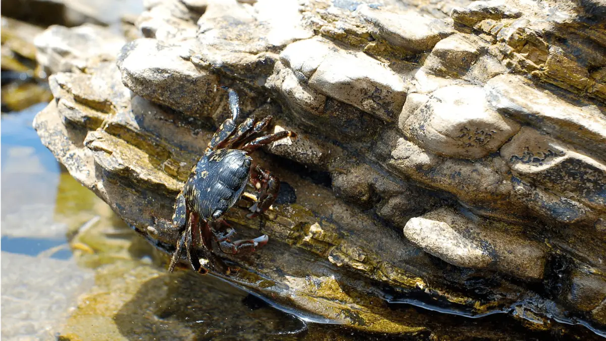 A black crab with white and red markings climbs on a jagged, rocky surface near a body of water. The sun casts light onto the crab and the textured rocks while the water reflects the surroundings—just another serene scene in Southern California, home to some of the best snorkeling spots.