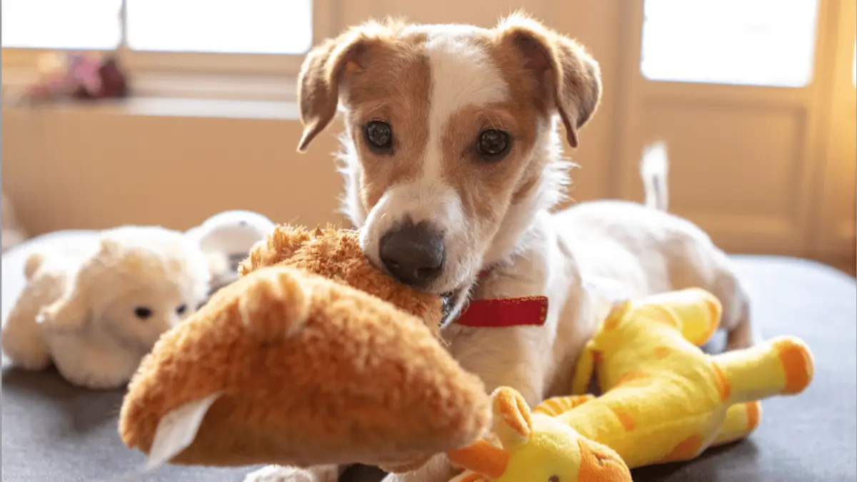 A small dog with brown and white fur lies on a bed, holding a plush toy in its mouth. Surrounding the dog are other stuffed animals, and the background shows a softly lit room with large windows. The dog wears a red collar and looks directly at the camera, embodying the charm of pet friendly getaways.