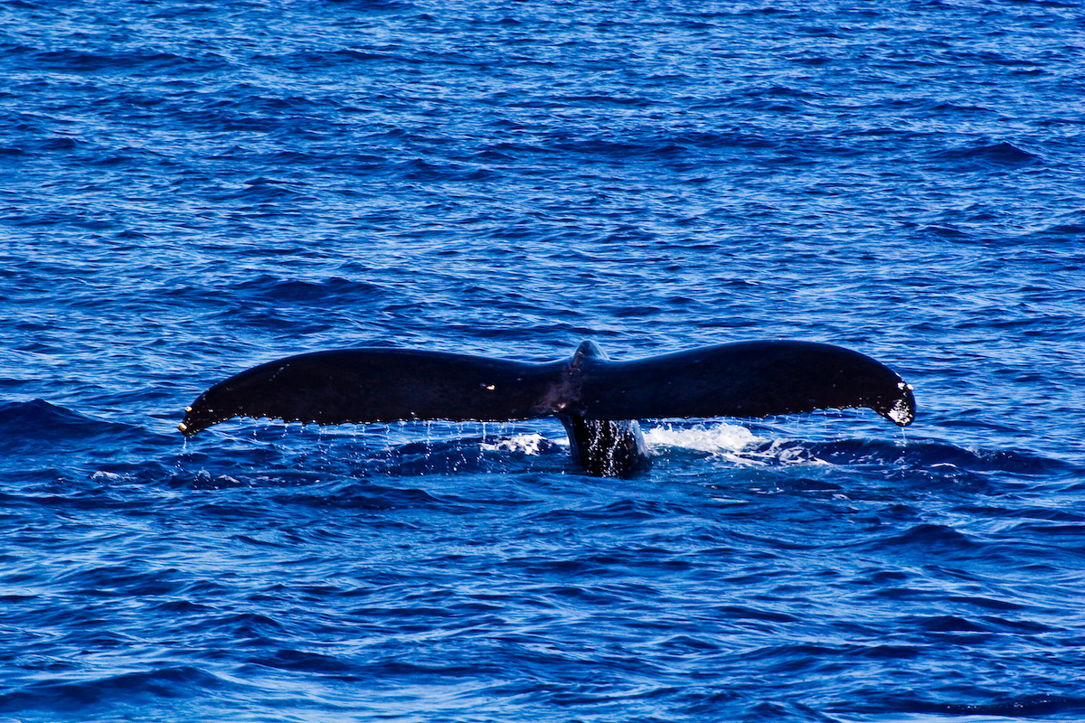Maui, Whale Tours