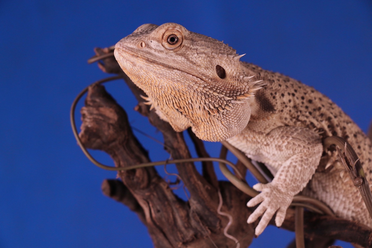 Bearded dragon on a branch.