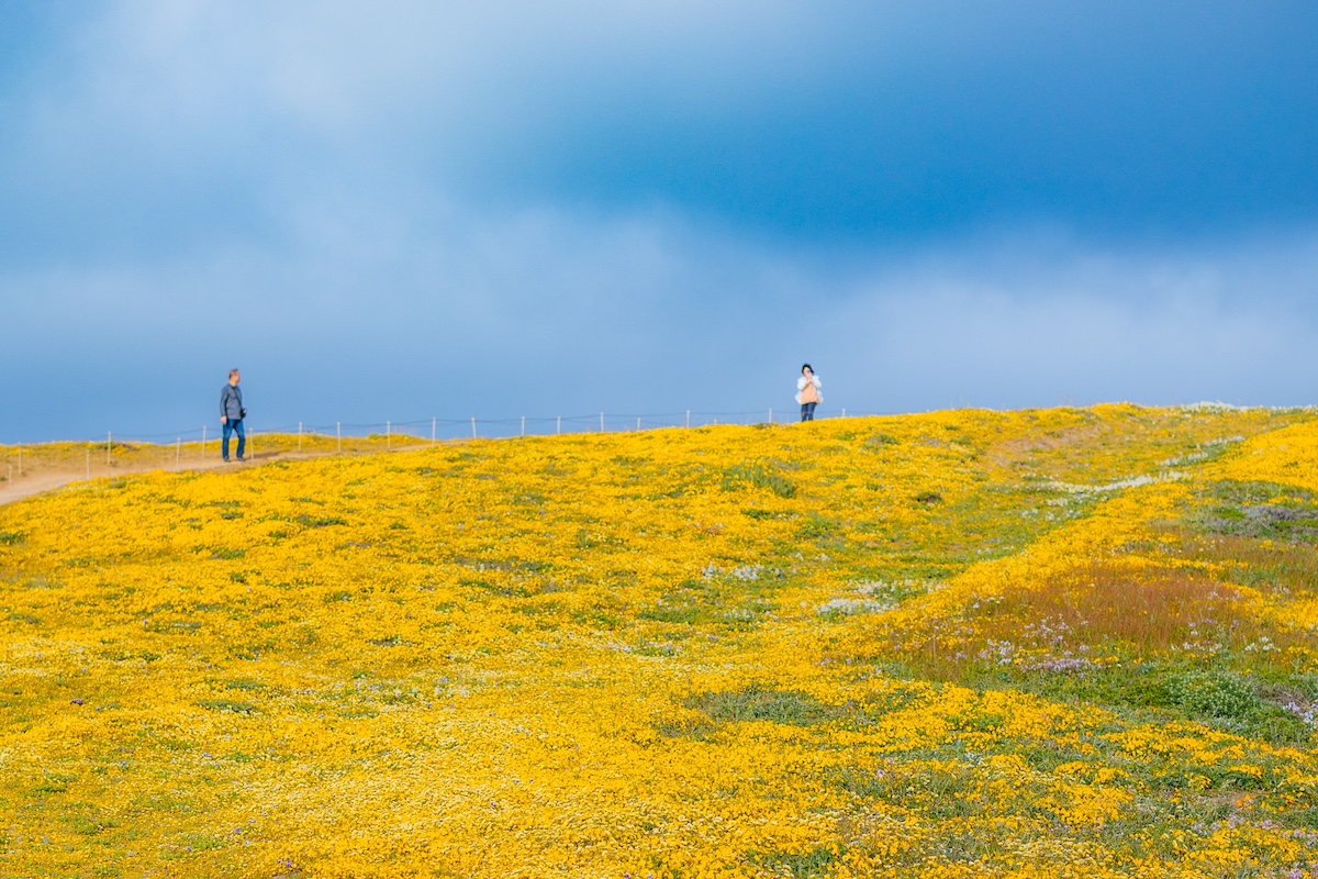 Field of yellow wildflowers at Pacifica's Mori Point