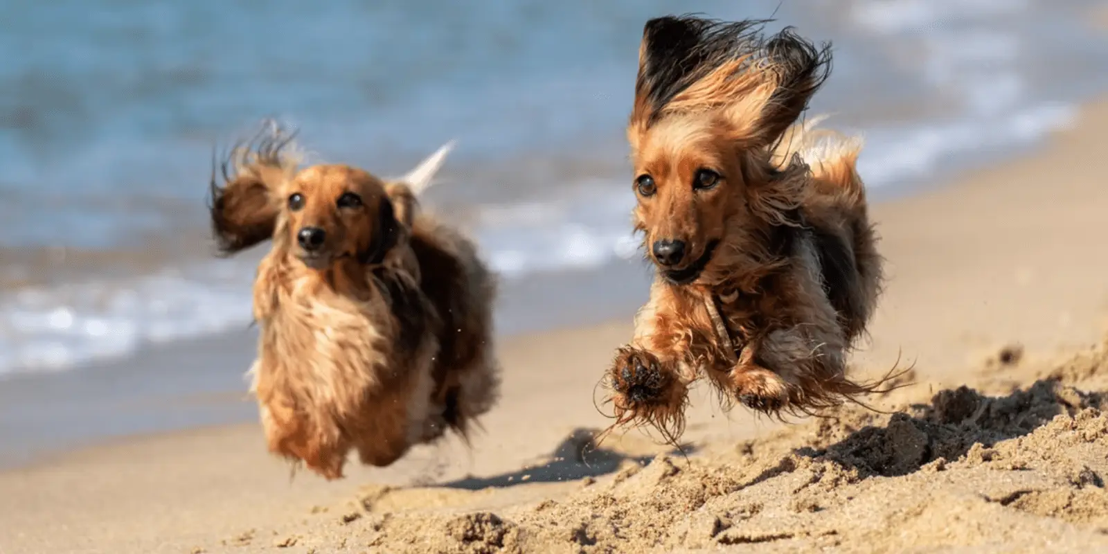 dogs on beach