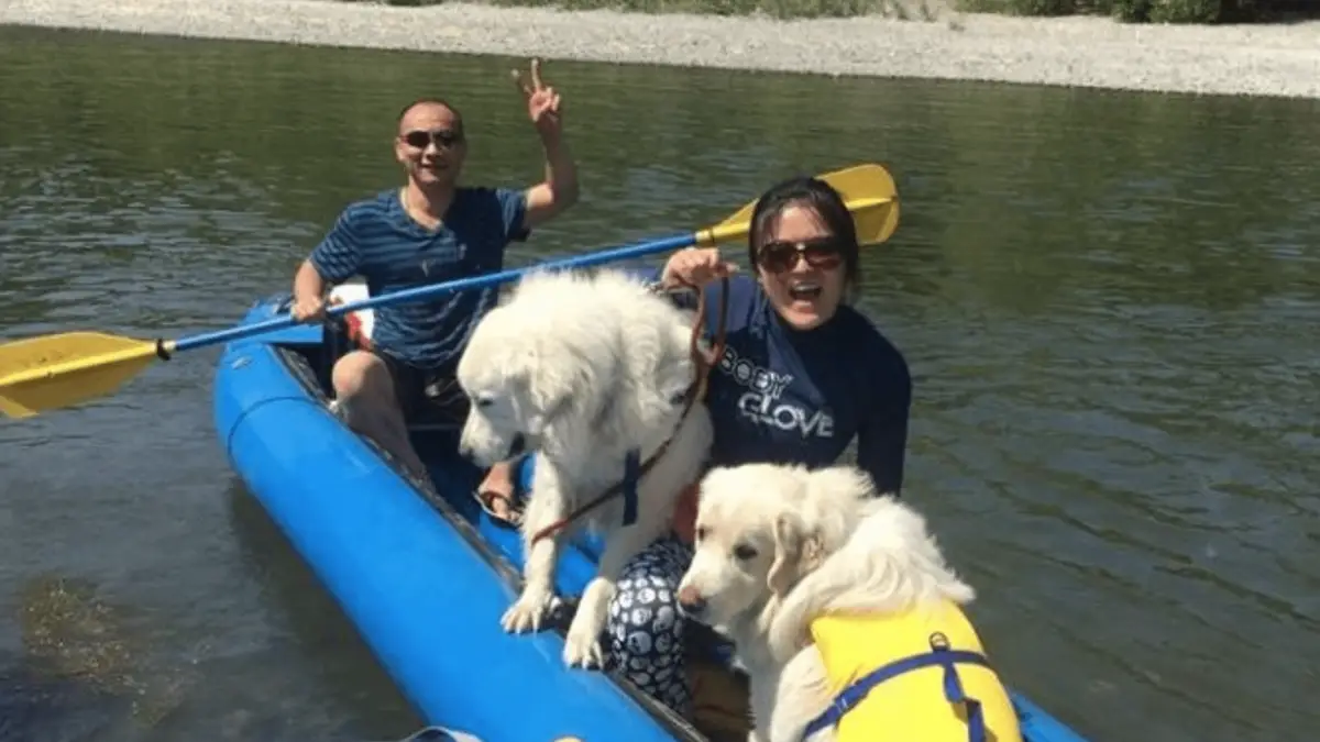 Two people are canoeing on a river in a blue inflatable boat, enjoying one of Northern California's pet-friendly getaways. They have two large white dogs with them, one wearing a yellow life jacket. One person is holding a paddle while the other makes a peace sign. The weather appears to be sunny and clear.