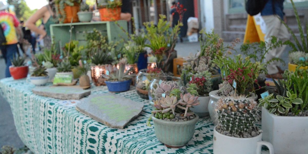 Plants for sale at Berkeley's Telegraph Avenue HOliday Street fair