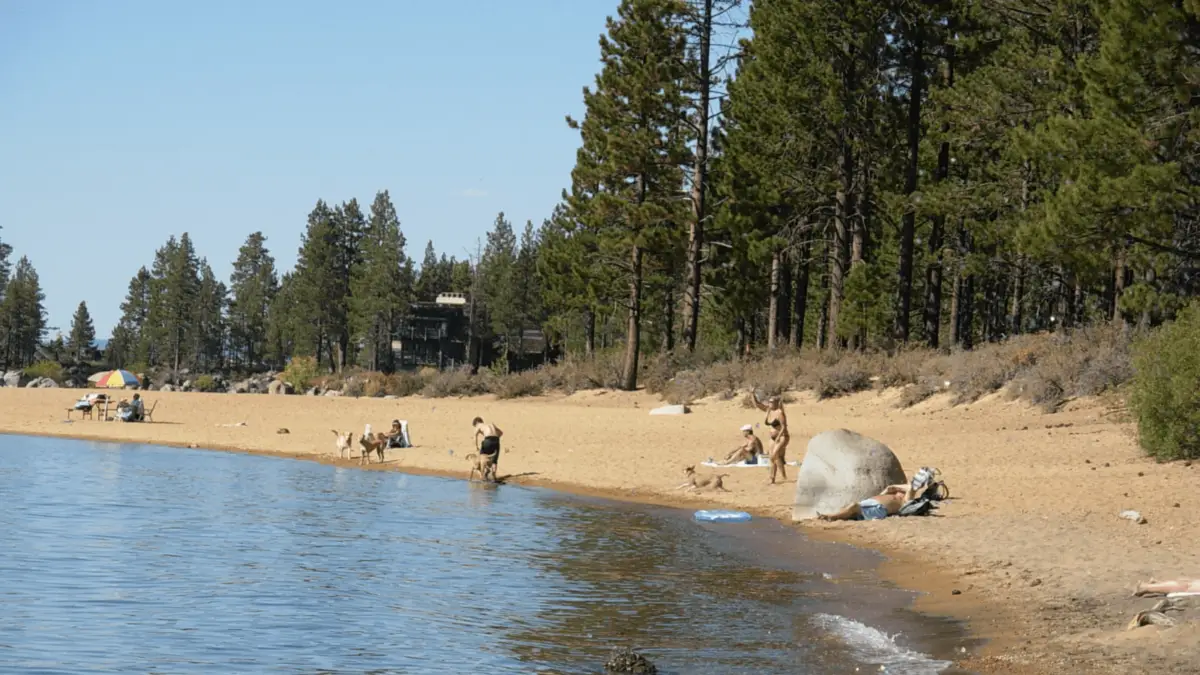 A serene lakeside beach scene featuring people and dogs enjoying the sandy shore. The beach is lined with tall pine trees and rocks. The sky is clear, and sunlight reflects off the water. Some people are sitting, while others walk or play with their dogs—perfect for pet-friendly getaways.