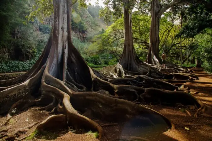 A lush forest scene with large trees and extensive, exposed roots dominating the foreground. Sunlight filters through the canopy, illuminating the green foliage. A person stands in the background, giving scale to the massive trees and roots—a kid-friendly Kauai adventure waiting to be explored.