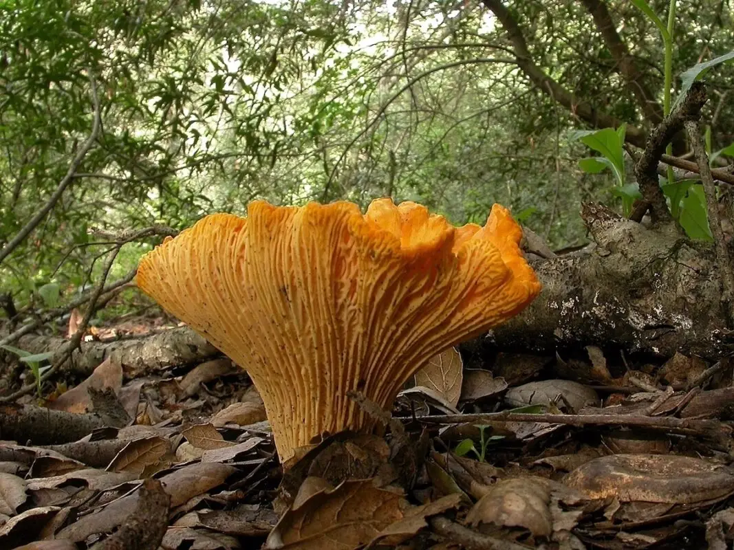 Cantharellus_californicus_1200_pc_Boleslaw Kuznik (Bolek) at Mushroom Observer