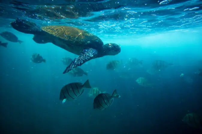 Saving Endangered Kauai Sealife: Turtles and Monks Seals
