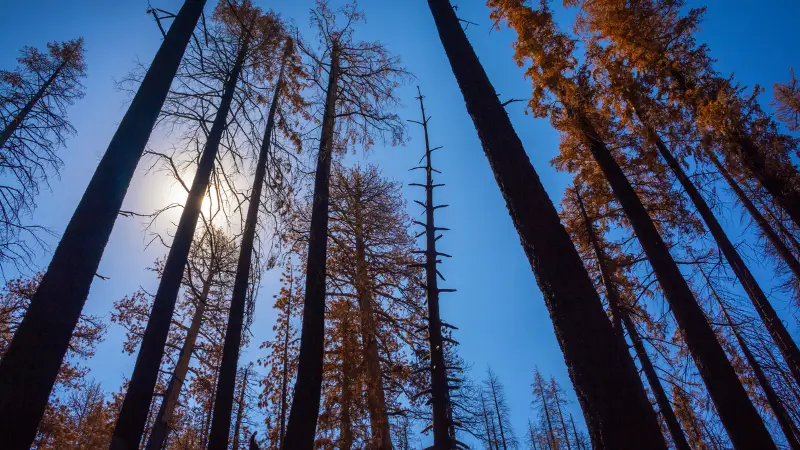 A low-angle view of a forest with tall trees displaying charred and bare trunks, likely due to a recent fire along the John Muir Trail. The sky is clear and blue with the sun partially visible behind some branches. The tops of the trees have sparse, brown leaves.