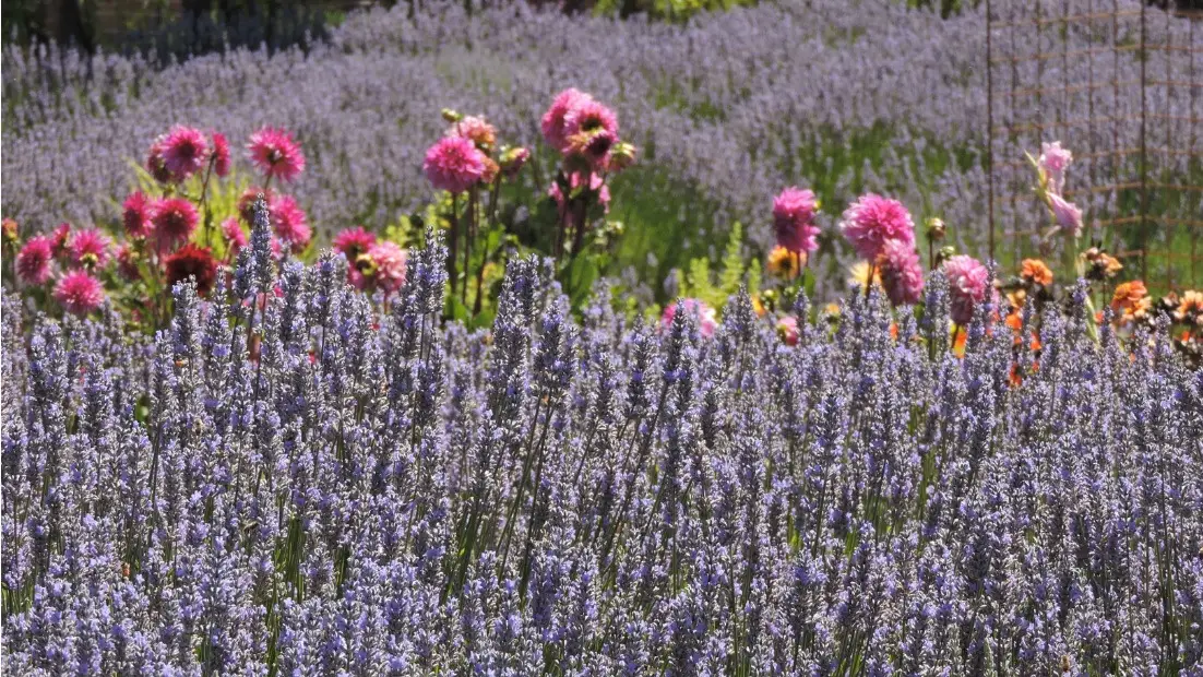 A lush field of purple lavender in full bloom, with clusters of vibrant pink flowers peeking through, contrasts beautifully under the bright daylight. The scene is as serene and picturesque as Sonoma County's artisanal food offerings, with green foliage visible in the background.