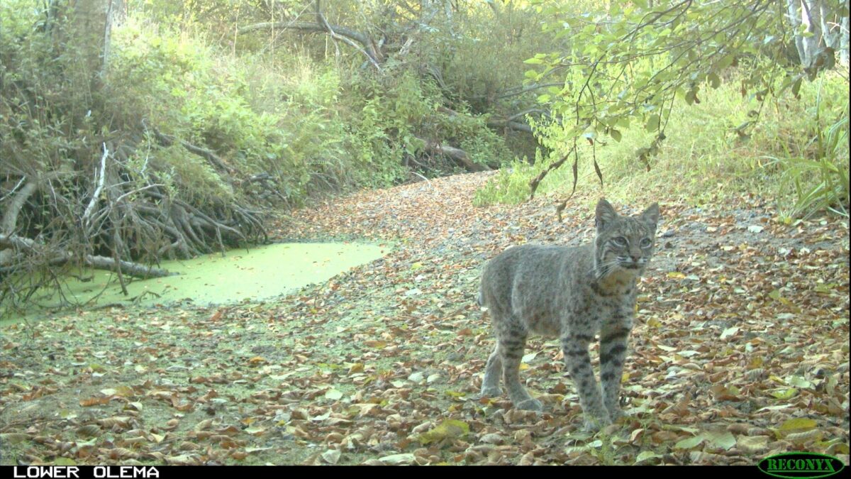Bob Cat in Olema, Point Reyes - photo by U.S. Geological SUrvey