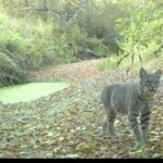 Bob Cat in Olema, Point Reyes - photo by U.S. Geological SUrvey