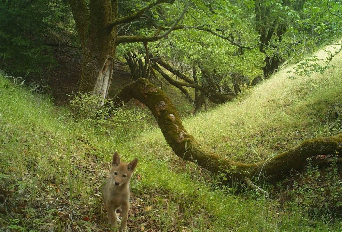 Coyote captured by wildlife camera