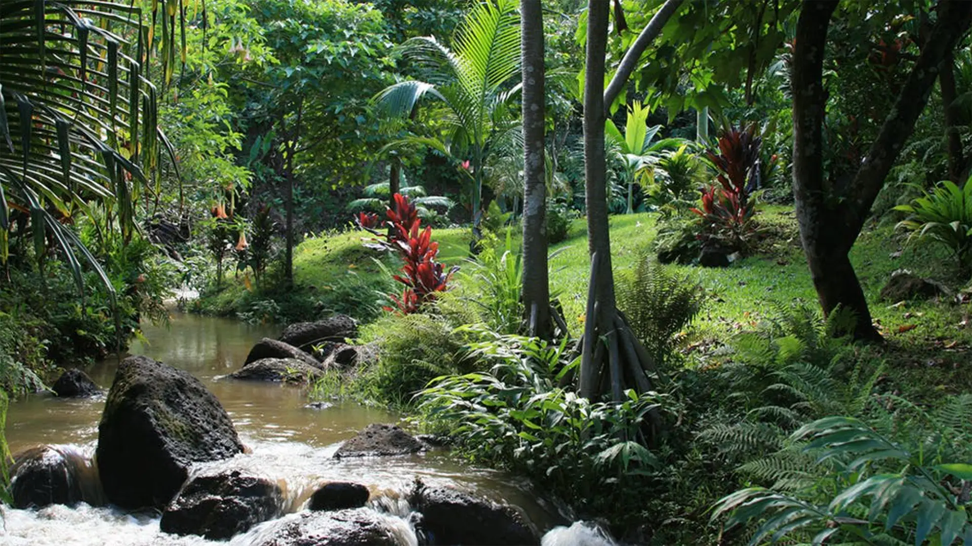 A small, clear stream flows through a lush tropical forest. Large rocks dot the stream, and various green plants and trees surround it. Some red and orange plants add vibrant colors to the dense greenery. Sunlight filters through the foliage, making it one of the best places to visit on Kauai.