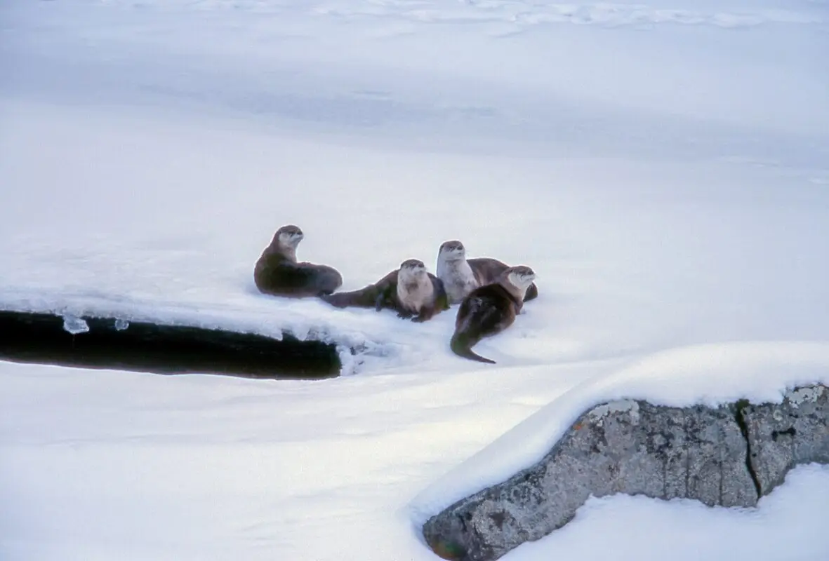 A group of five otters is gathered on a snowy landscape near a partially frozen body of water. The snow-covered ground and rocks add to the wintry scene, reminiscent of Bay Area holiday activities. The otters appear to be huddled together, looking in various directions.