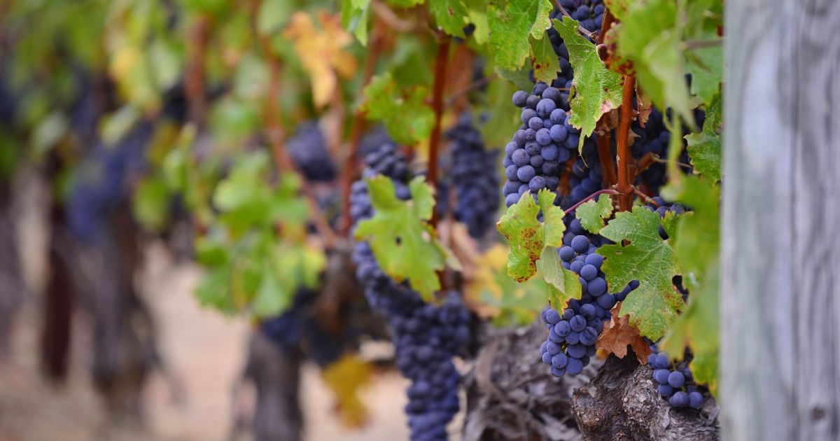 Grapes at a vineyard in the Santa Cruz Mountains Passport, California.