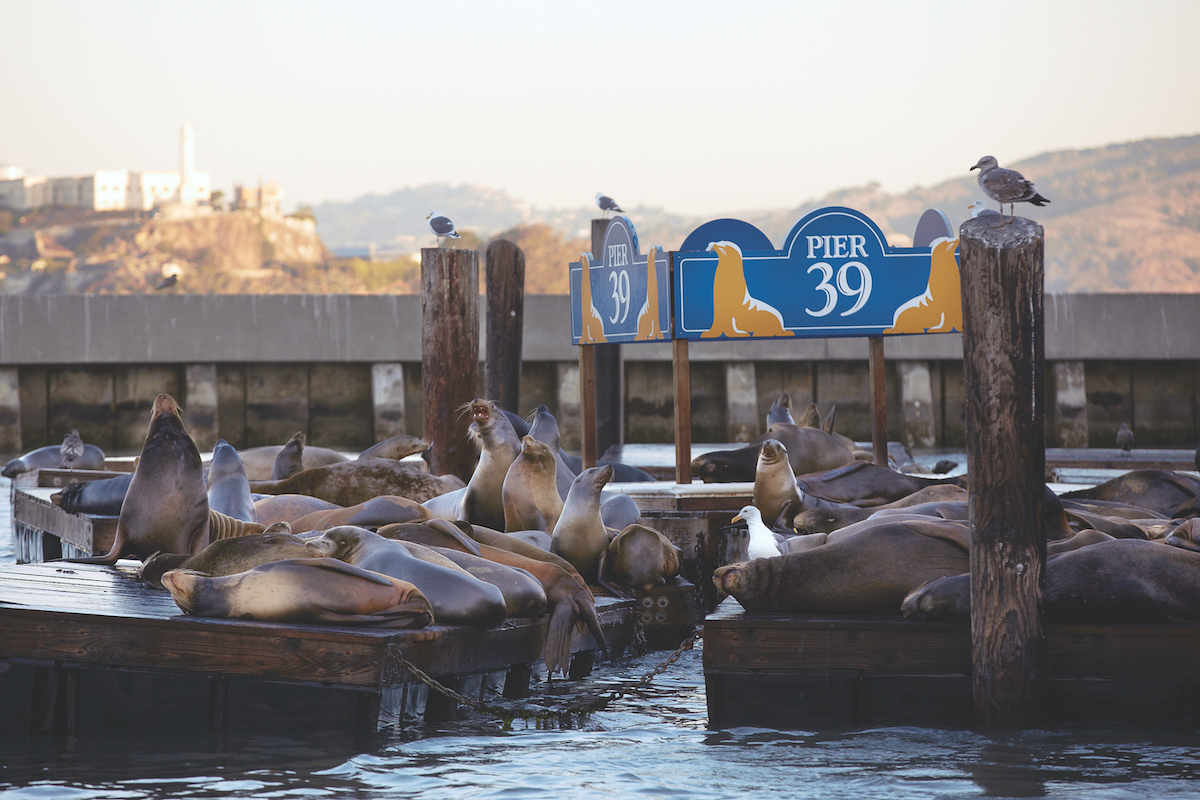 Sea lions lounge at docks on PIER 39