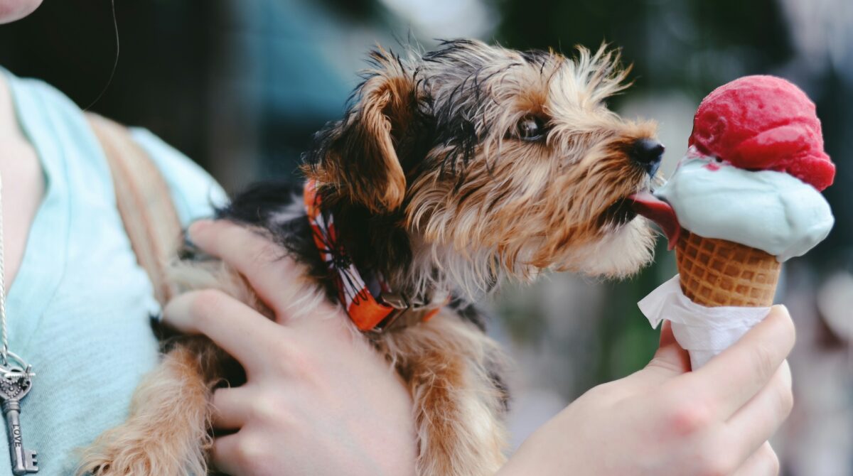 dog being held and eating ice cream