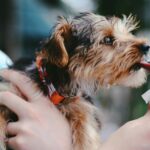 dog being held and eating ice cream