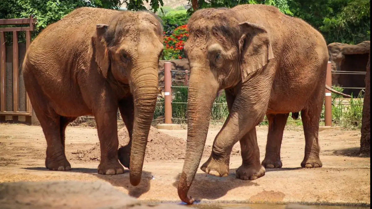 Two elephants stand close together on sandy ground in a zoo environment. They appear to be interacting with each other, possibly sharing food or water. The background includes green foliage and zoo fencing, suggesting a semi-natural enclosure.