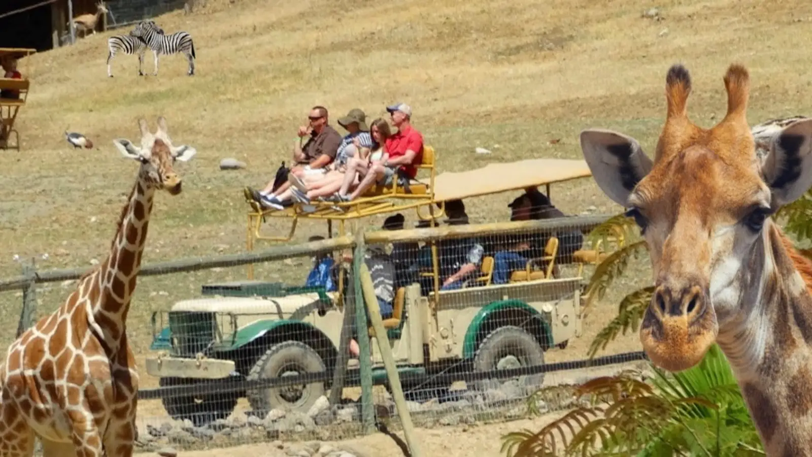 A group of people sits on an elevated safari vehicle in a grassland area with a fence in the foreground. In the background, zebras and other animals graze. A giraffe prominently faces the camera on the right, and another giraffe is visible on the left—a perfect example of Top Family Activities Sonoma County offers.