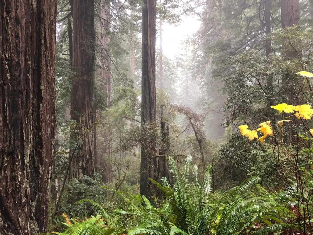 A foggy redwood forest in Humboldt County, California