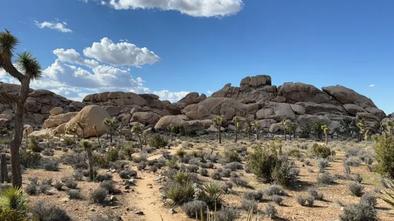 Rocks, clouds and palm trees in Joshua Tree Park, California