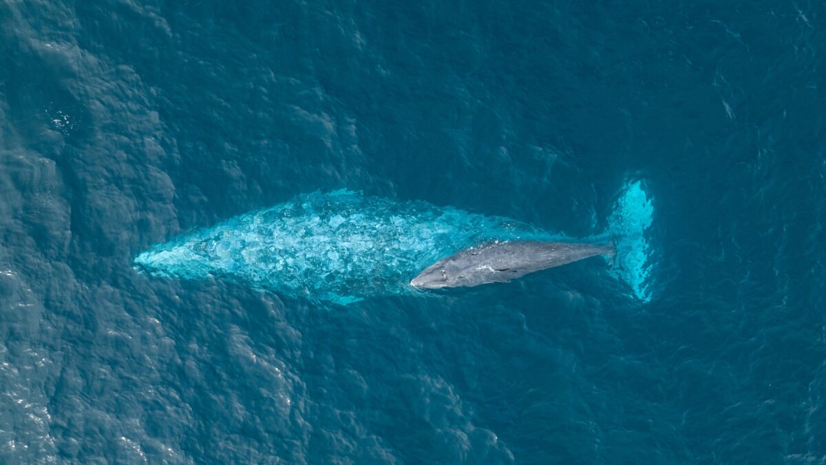 Gray whale from above