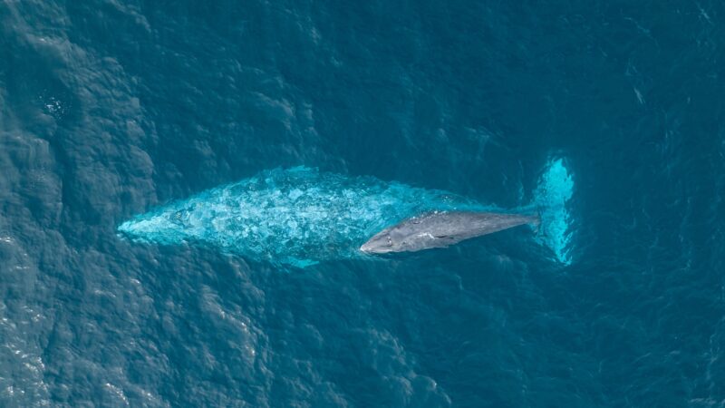 Gray whale from above