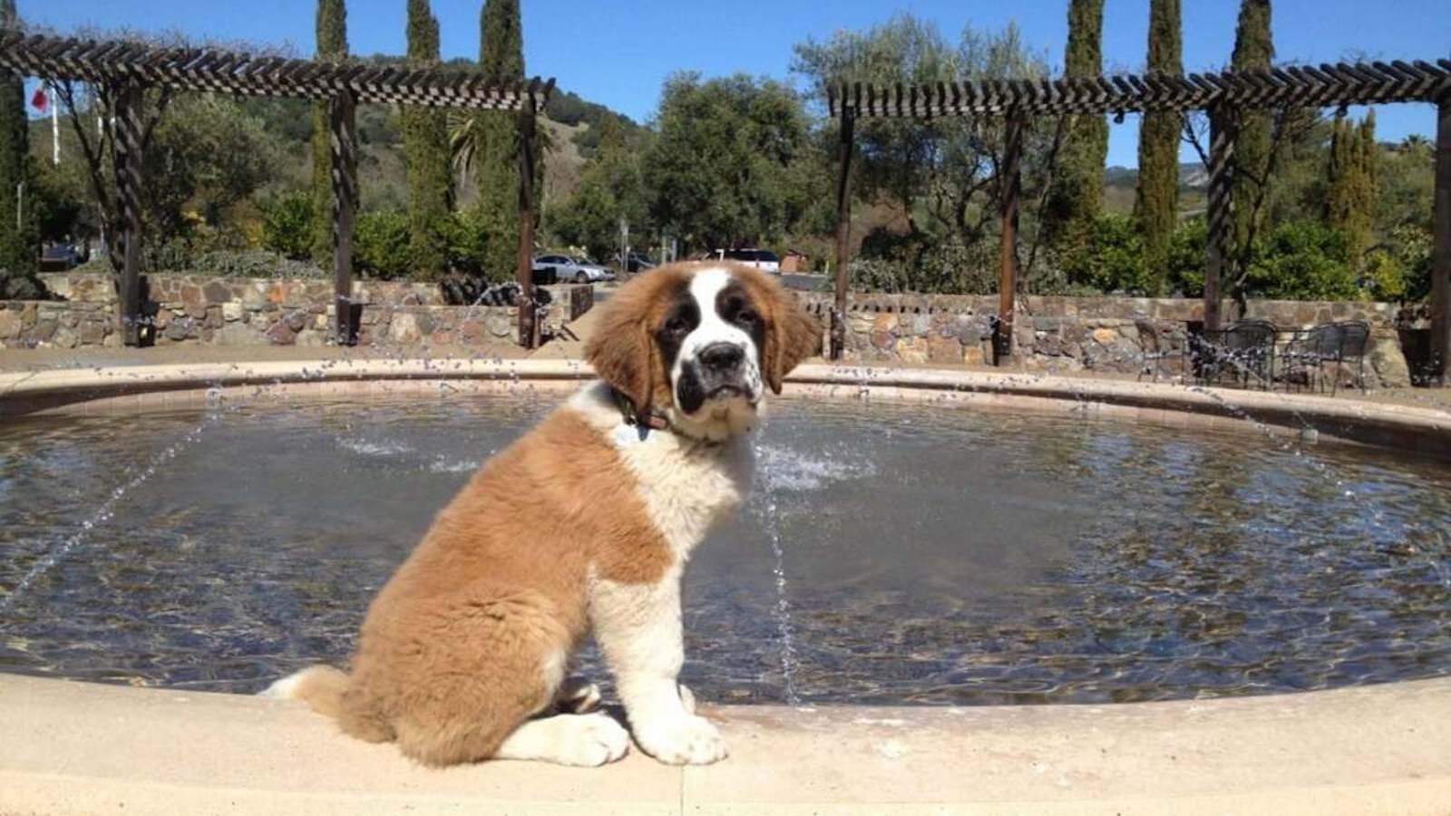 A fluffy St. Bernard puppy sits on the edge of a circular fountain with water jets spraying lightly in the background, resembling one of those serene spots found in dog-friendly tasting rooms in Sonoma County. The setting is outdoors with trees, shrubs, and a pergola structure behind the fountain.