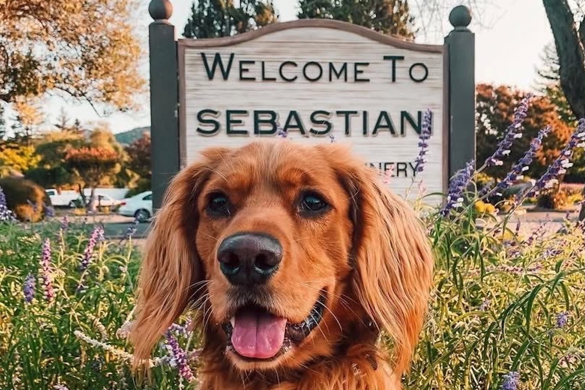 A long-haired ginger colored dog sits in front of a sign that says "Welcome to Sebastiani."