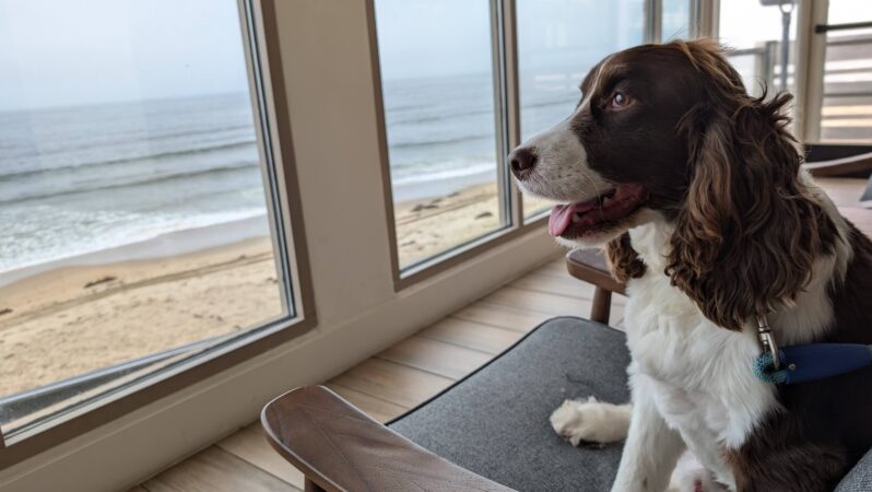 Dog looking out the window at beach