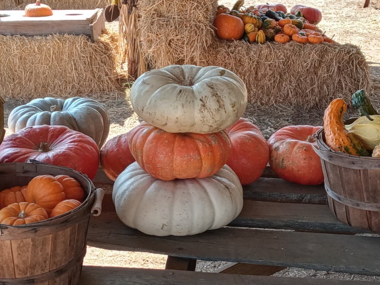 Nicasio Valley Pumpkin Patch