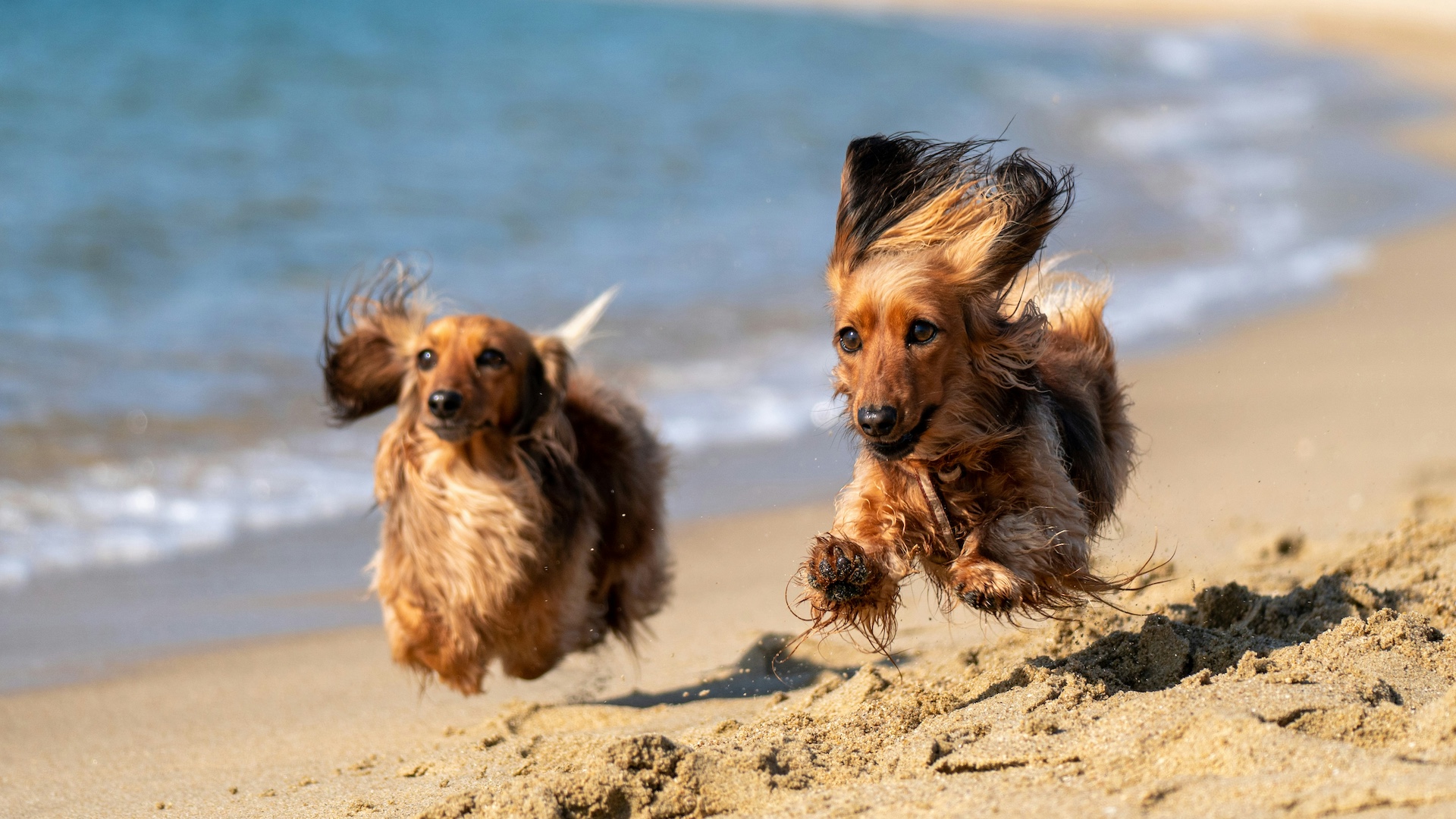 two dachshund running on the beach