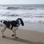 Dog Friendly Beaches, Monterey