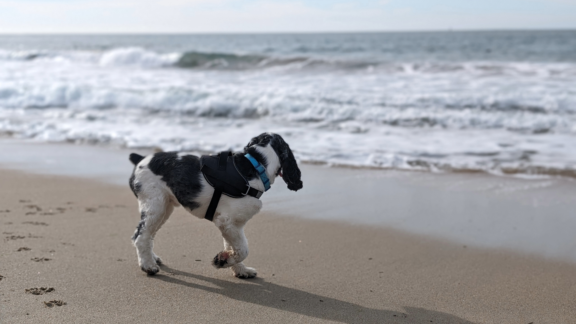 Dog Friendly Beaches, Monterey